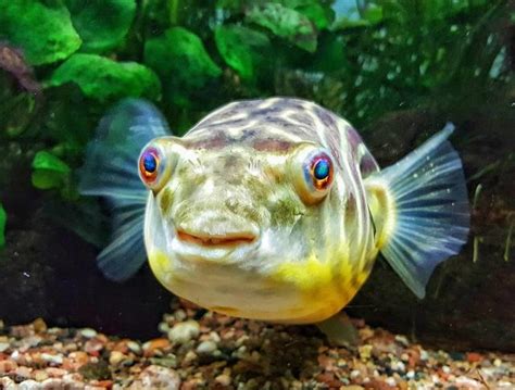 娃娃魚飼養|巧克力娃娃魚 飼養繁殖及管理 – 寵物百科